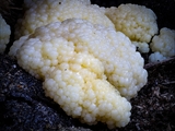 Stäublings-Schleimpilz (Enteridium lycoperdon) Plasmodium weiß  zu 10 cm